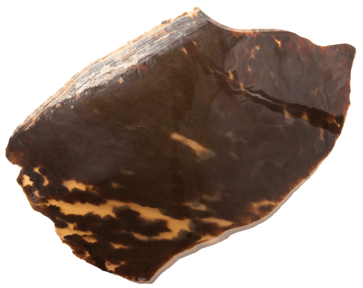 Écaille de tortue véritable / Real tortoiseshell